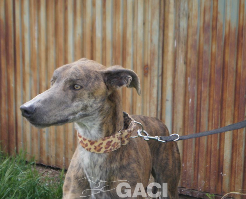 turbo nuevas fotos (10)