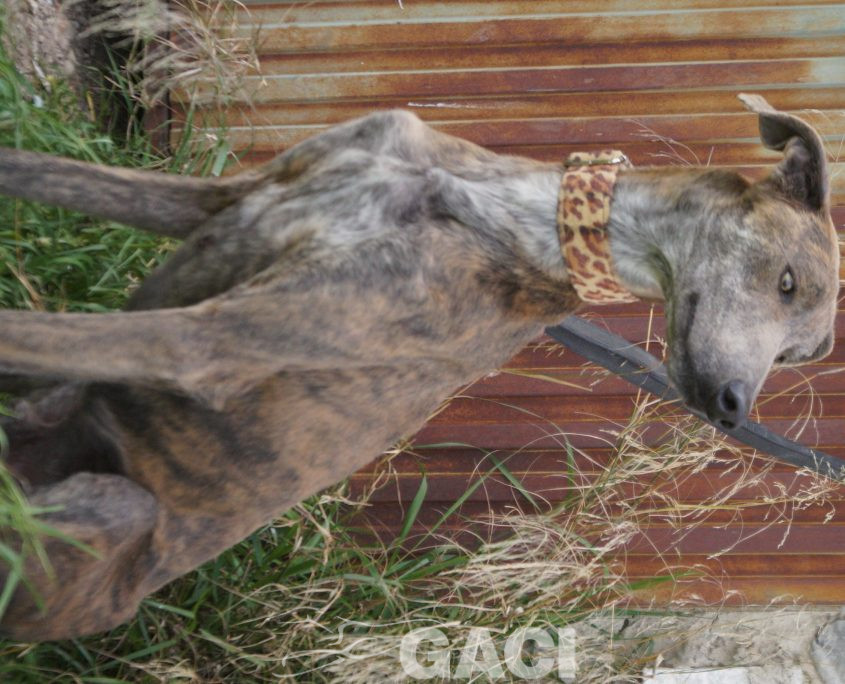 turbo nuevas fotos (12)