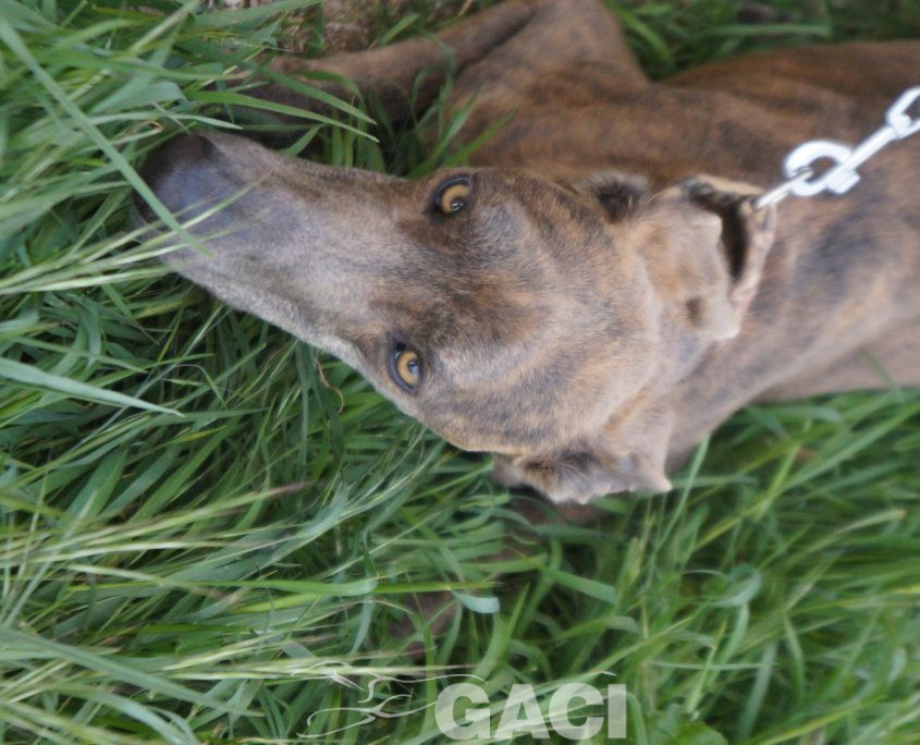 turbo nuevas fotos (5)