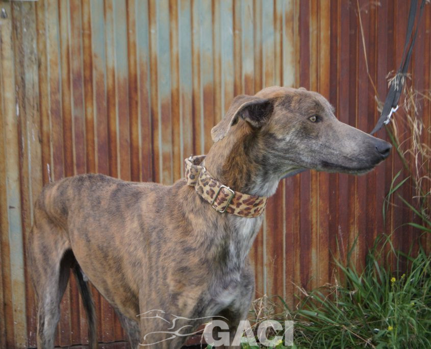 turbo nuevas fotos (6)