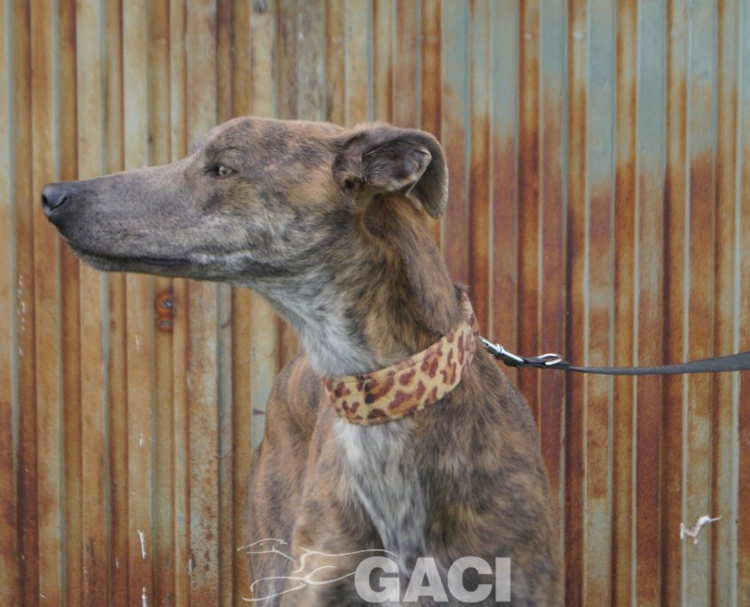 turbo nuevas fotos (9)