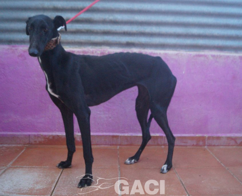 P220121_01 PAZ H2 (2)