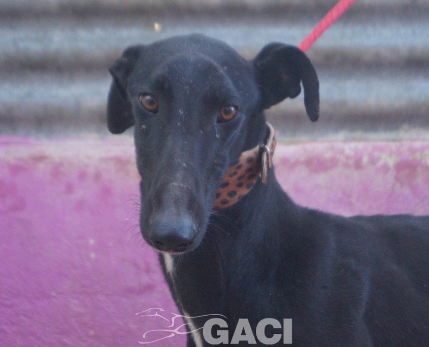 P220121_01 PAZ H2 (3)