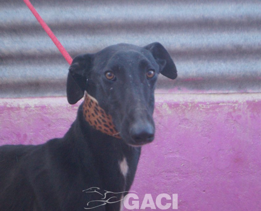 P220121_01 PAZ H2 (4)