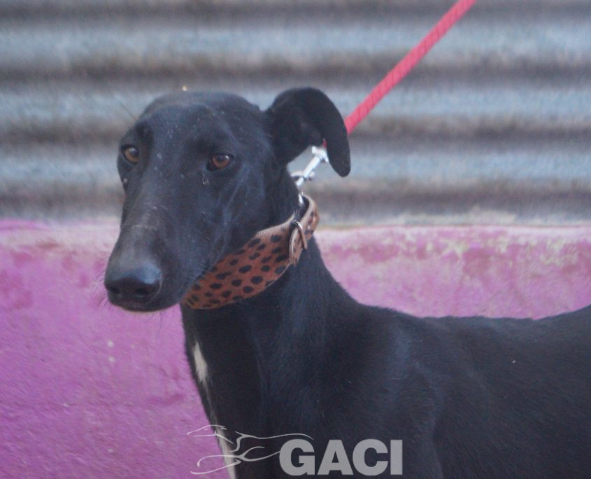 P220121_01 PAZ H2 (6)