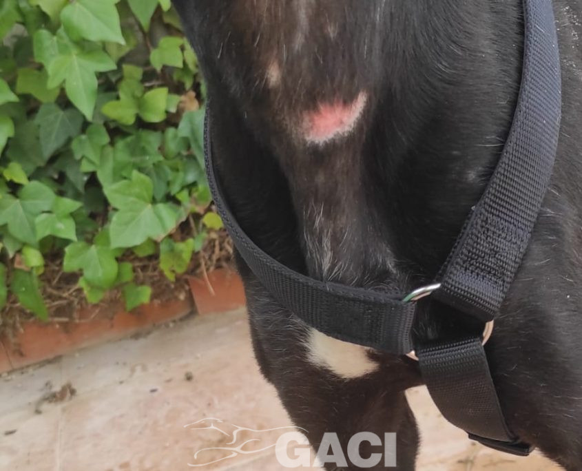 P220204_01 VIEJA H4 941000022767859 (1)