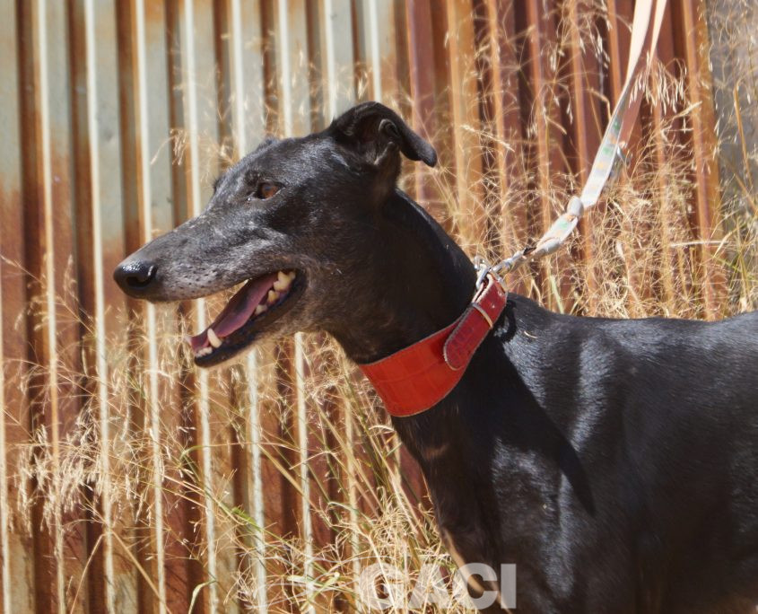 VIEJA NUEVAS FOTOS (4)