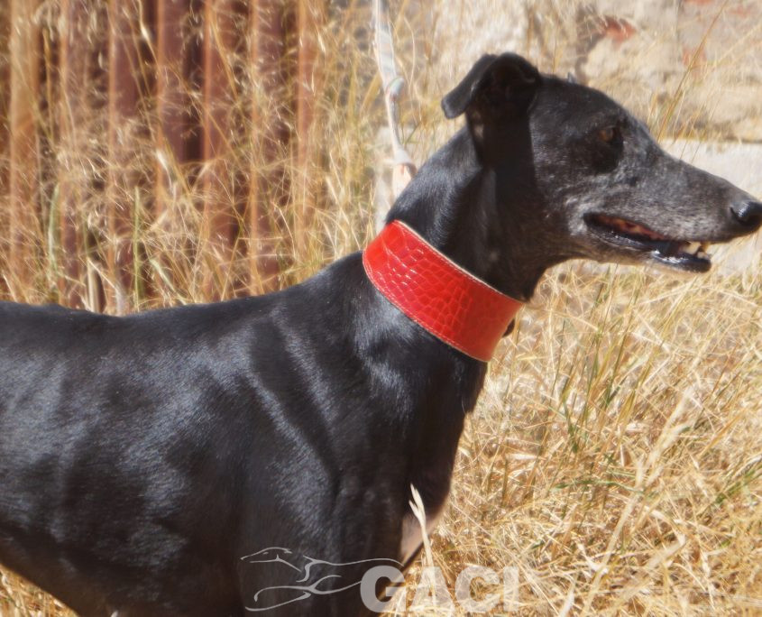 VIEJA NUEVAS FOTOS (6)