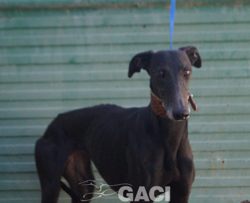 P220118_01 MORA H5 941000021937699 ( CESION) (1)