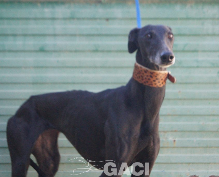 P220118_01 MORA H5 941000021937699 ( CESION) (2)