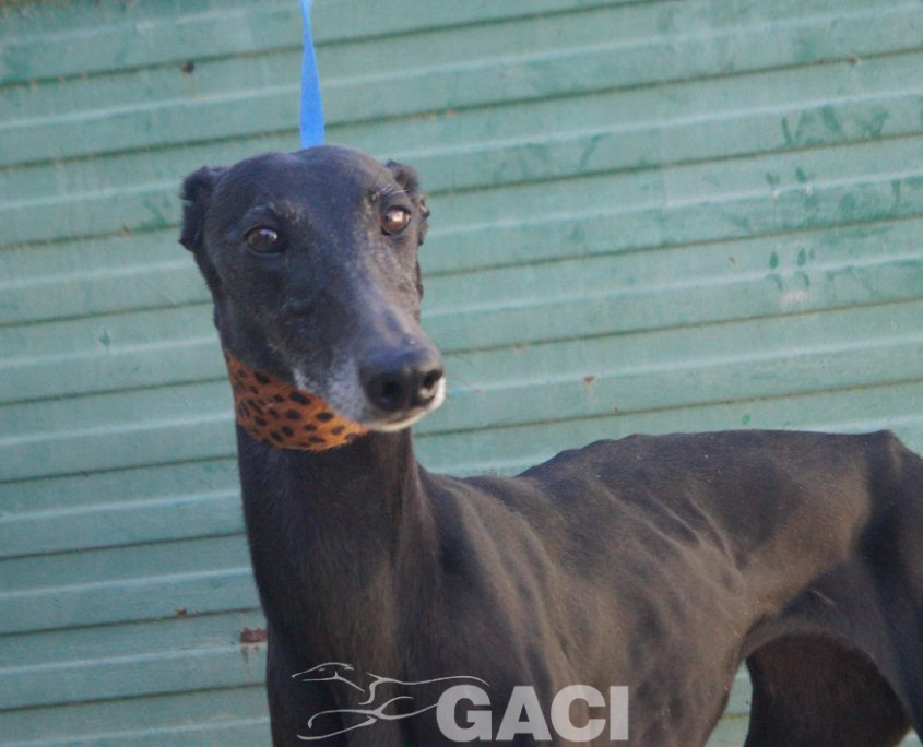 P220118_01 MORA H5 941000021937699 ( CESION) (5)