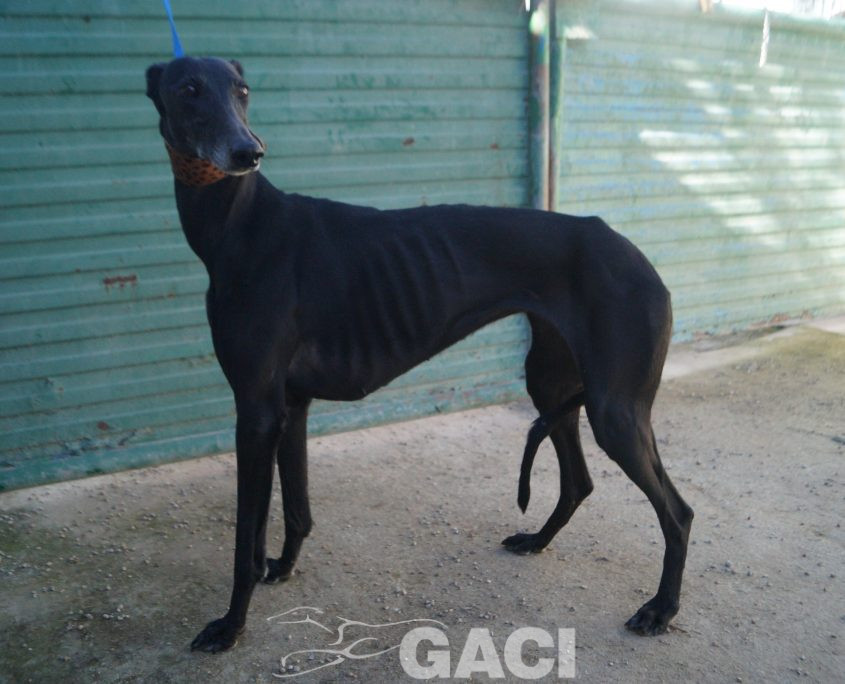 P220118_01 MORA H5 941000021937699 ( CESION) (7)