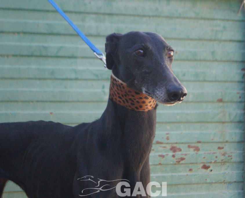 P220118_01 MORA H5 941000021937699 ( CESION) (9)