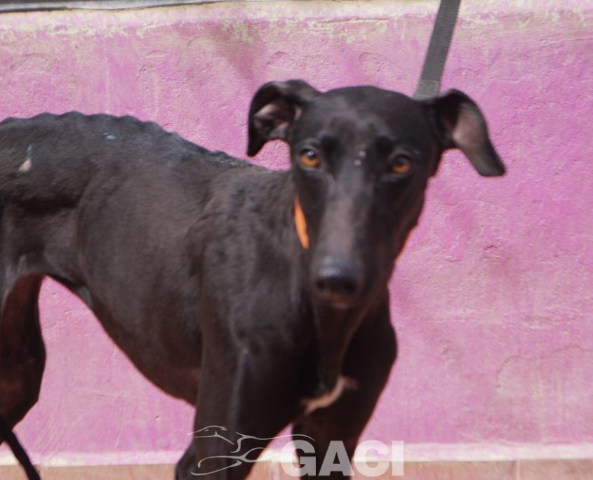 P220426_01 BAMBU H2 (2)