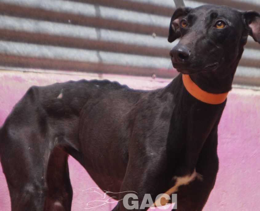 P220426_01 BAMBU H2 (3)