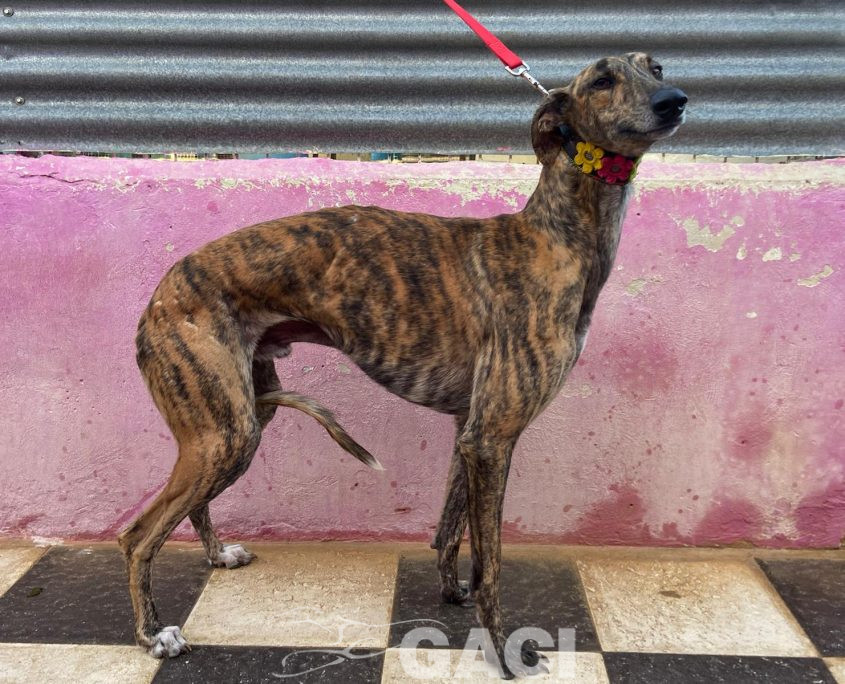 P221012_02 CORONEL M2 (1)