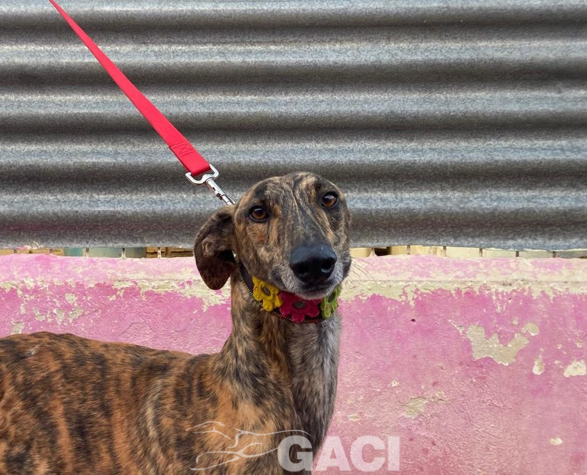 P221012_02 CORONEL M2 (2)