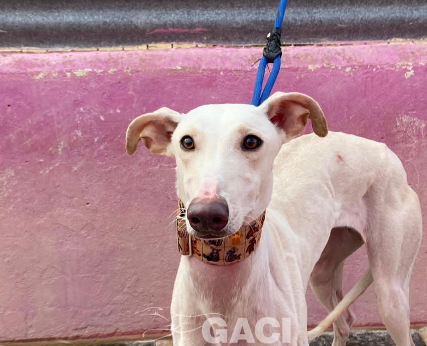 P221207_02 CARTUCHINA ( CHINA) H1 941010000472164 ( CESION) (1)