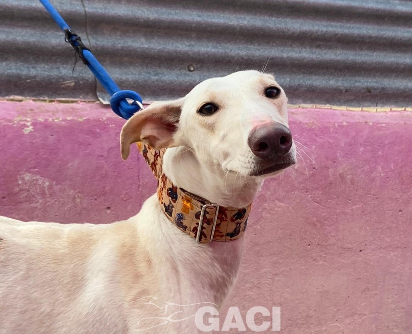 P221207_02 CARTUCHINA ( CHINA) H1 941010000472164 ( CESION) (2)