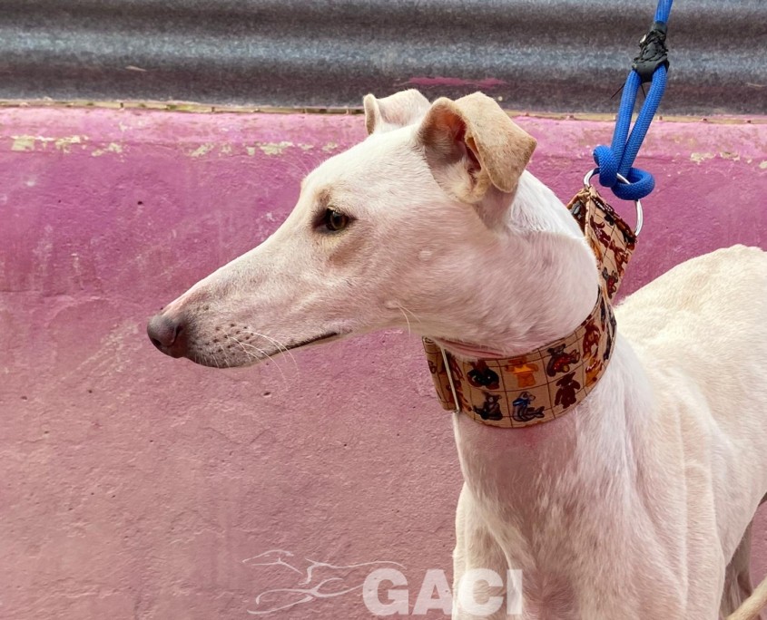 P221207_02 CARTUCHINA ( CHINA) H1 941010000472164 ( CESION) (3)