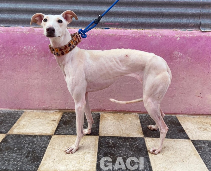 P221207_02 CARTUCHINA ( CHINA) H1 941010000472164 ( CESION) (4)