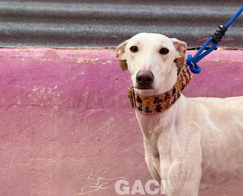 P221207_02 CARTUCHINA ( CHINA) H1 941010000472164 ( CESION) (5)