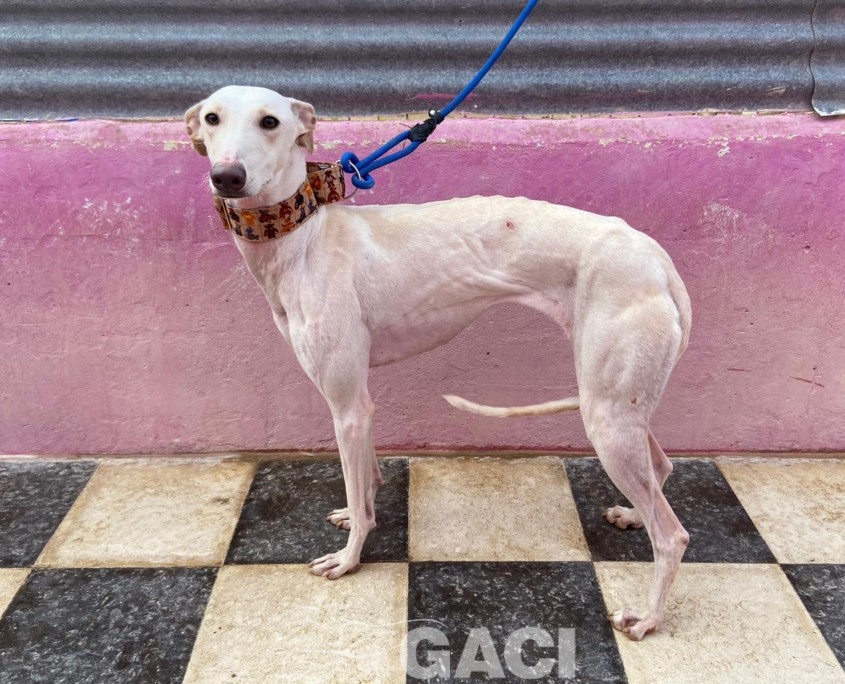 P221207_02 CARTUCHINA ( CHINA) H1 941010000472164 ( CESION) (6)