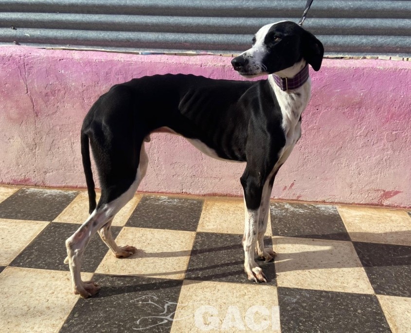 P221225_02 NOEL M4 (1)