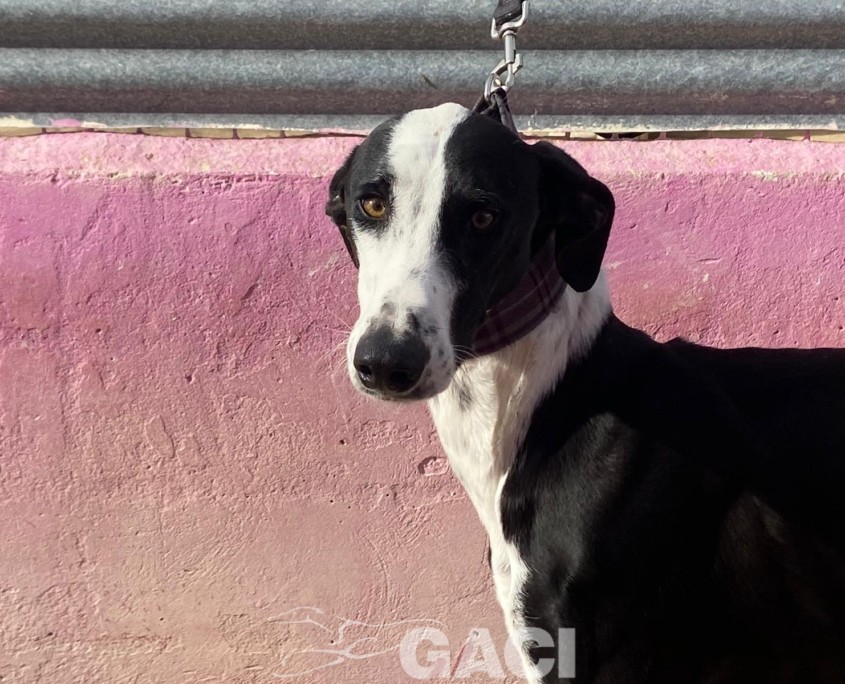 P221225_02 NOEL M4 (3)