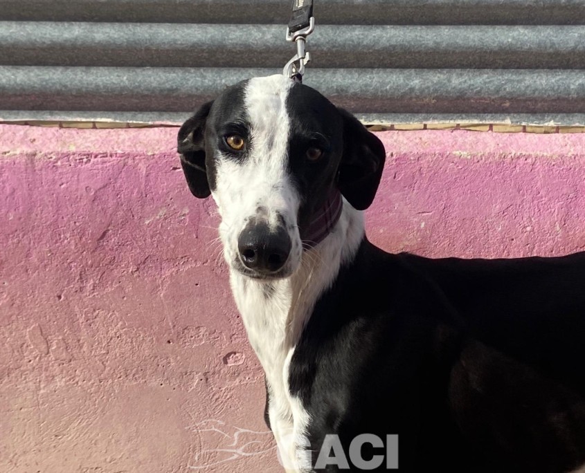 P221225_02 NOEL M4 (4)