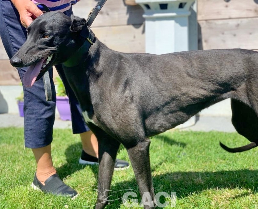 amber-greyhound-GACI (1)