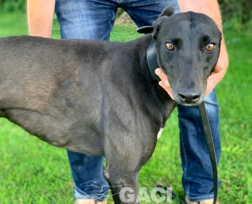 amber-greyhound-GACI (10)