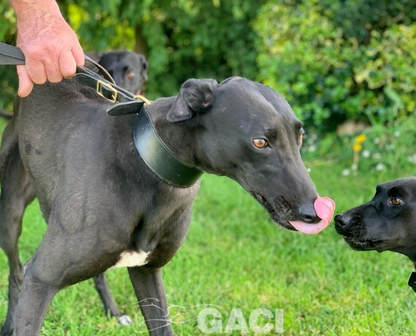 amber-greyhound-GACI (11)