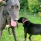 amber-greyhound-GACI (2)