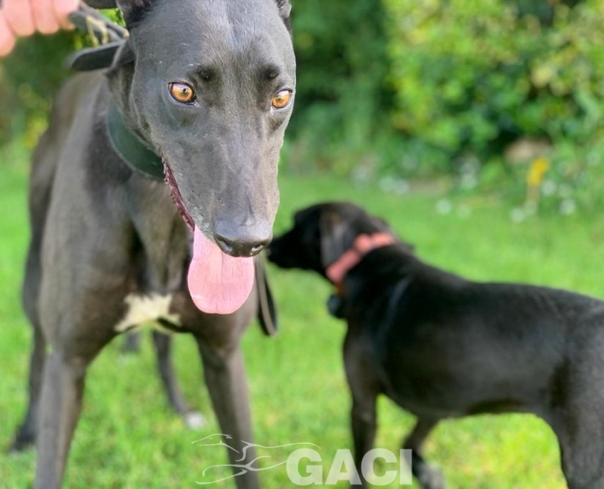 amber-greyhound-GACI (2)