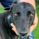 amber-greyhound-GACI (3)