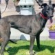 amber-greyhound-GACI (4)
