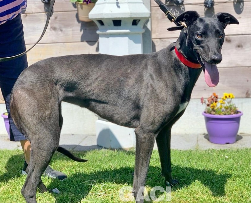 amber-greyhound-GACI (4)