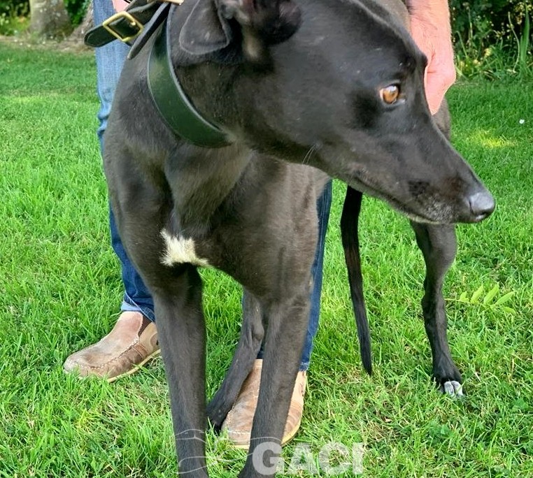 amber-greyhound-GACI (6)