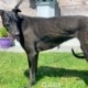 amber-greyhound-GACI (7)
