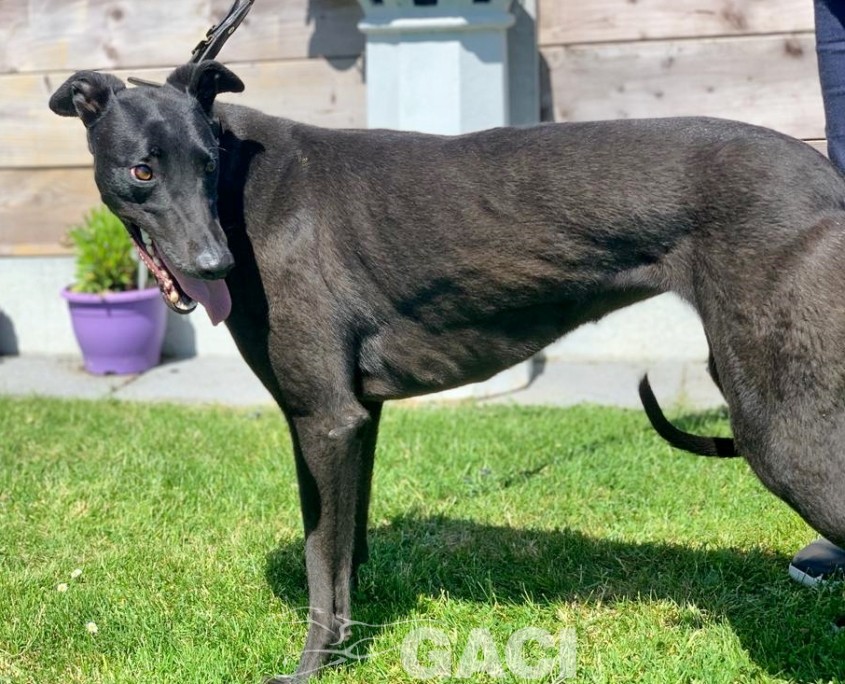 amber-greyhound-GACI (7)