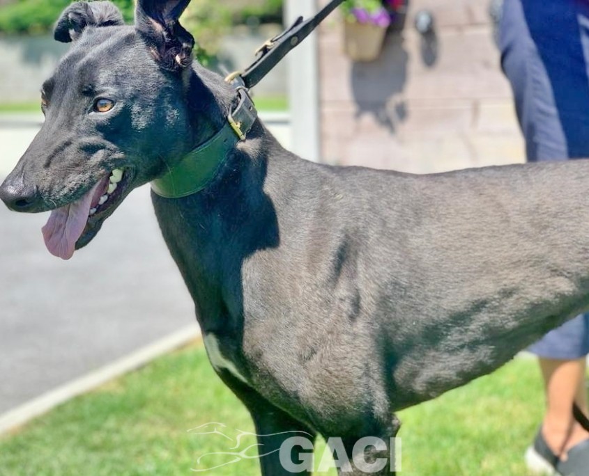 amber-greyhound-GACI (8)