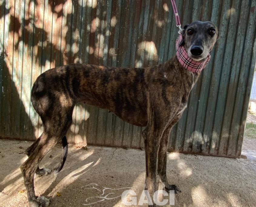 ANITA_2_ 2023-09-21 at 14.24.53