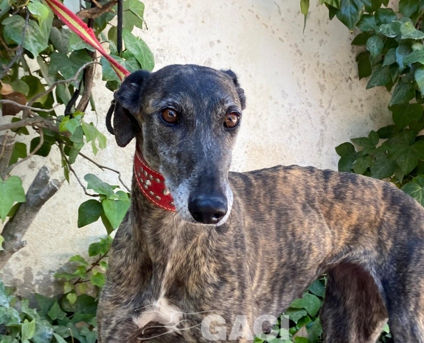 P230508_01 ANITA H5 (2)