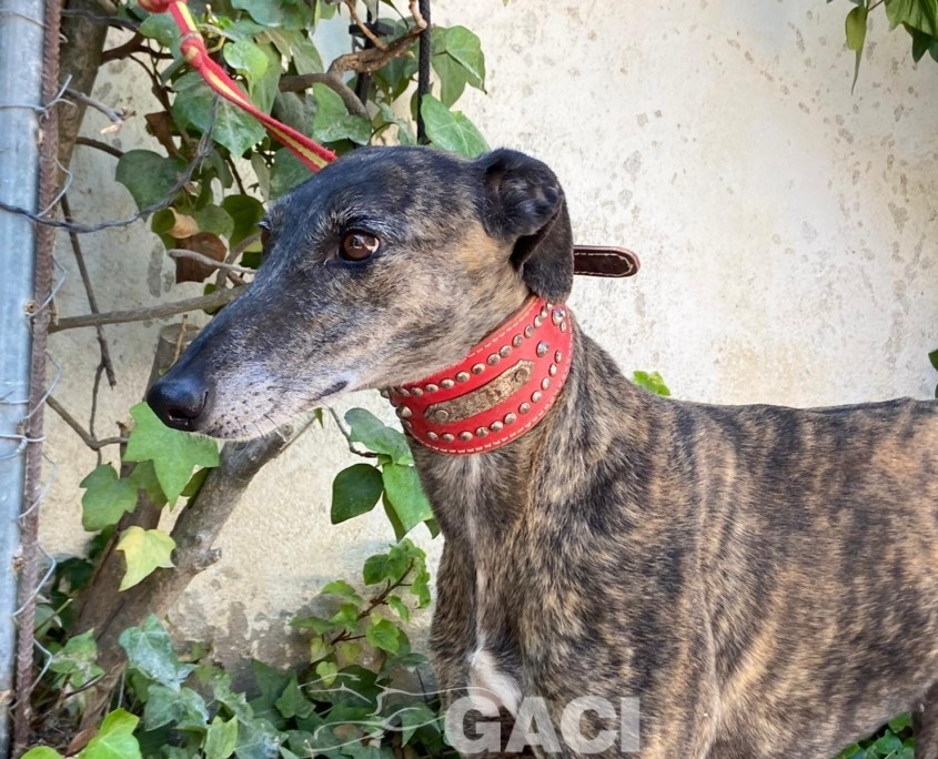 P230508_01 ANITA H5 941000024417177 ( CESION) (3)